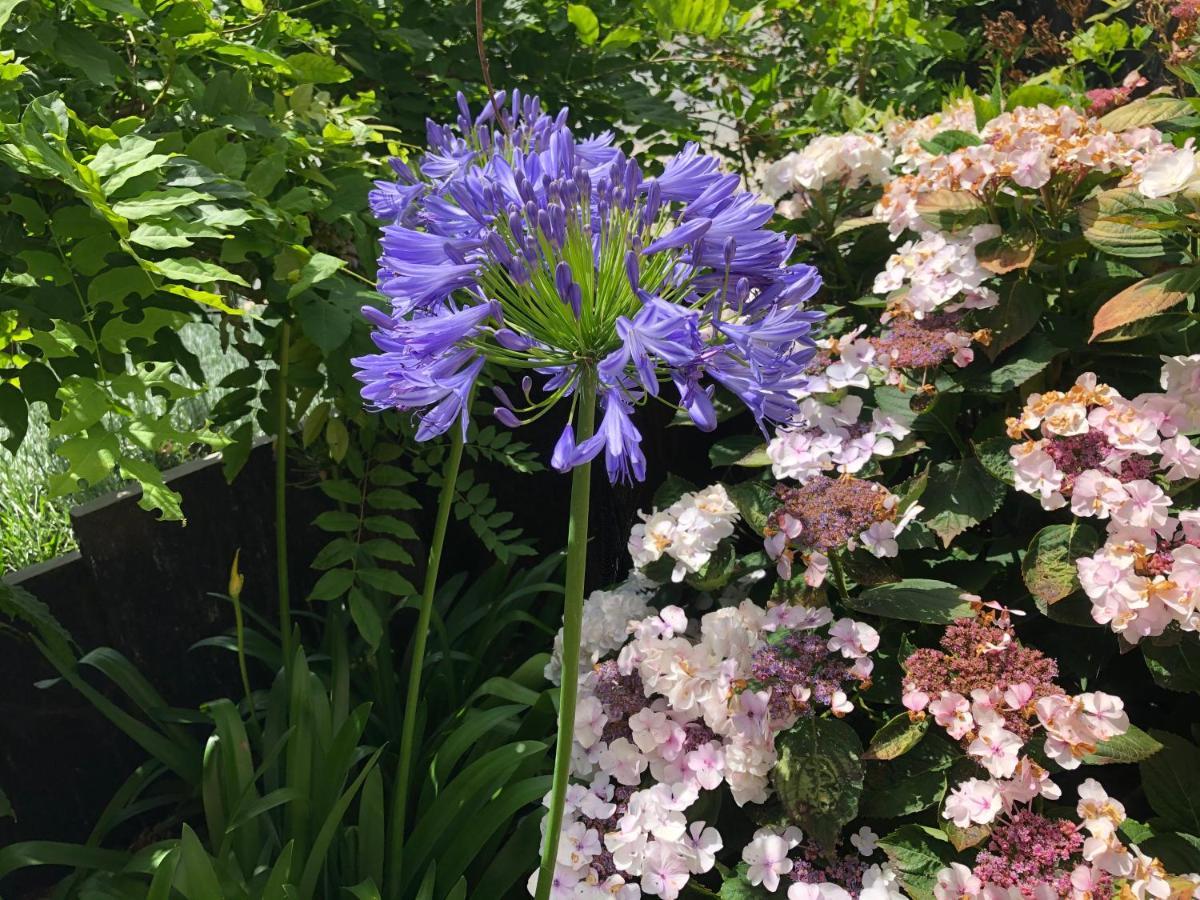 Bed and Breakfast Ardoises Et Agapanthes Pleslin-Trigavou Esterno foto